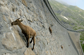 Forces of Nature: The Moth and the Flame