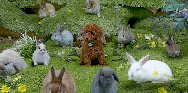 17:20: Rosin og Bolle: Kaninbryllupet | NRK Super | 1/16 2026