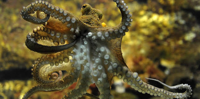 05:50: Giraffe, Erdmännchen & Co. (181) | HR Fernsehen | 2/25 2026