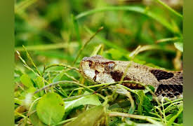 I Was Prey Season 1: Wicked Bite