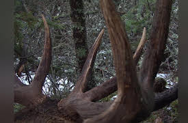 Extreme Outer Limits: Return for Redemption Special Elk Hunt part 1