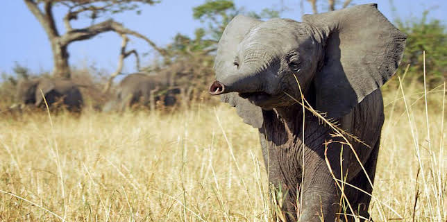 3:30 PM: Serengeti (S1) | BBC Two | 3/17 2026