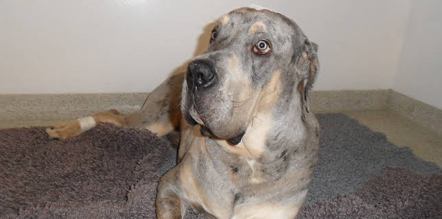 00:00: Animal ER (S1 E10) (S1) | Animal Planet | 11/3 2025