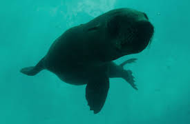 Penguin Town: Närkontakt