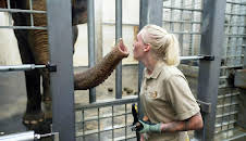 Seelöwe & Co. - tierisch beliebt (3)