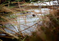 Loch Lomond: A Year in the Wild
