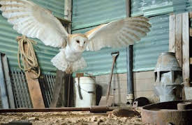 Naturens minstingar: Texas