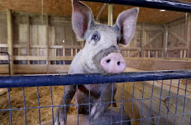 Saved By the Barn Season 1: We've Got Pig Problems