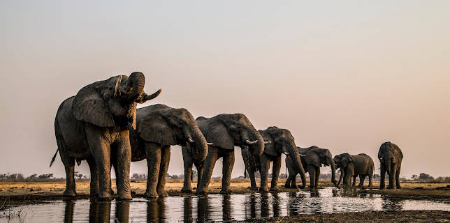 19:30: Naturwunder Okawango (3/3) | 3SAT | 11/9 2025