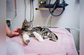 Kitten Rescuers: Episode 1