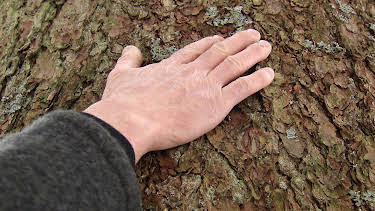 06:00: Menschen mit Gespür für Holz | 3SAT | 9/8 2026