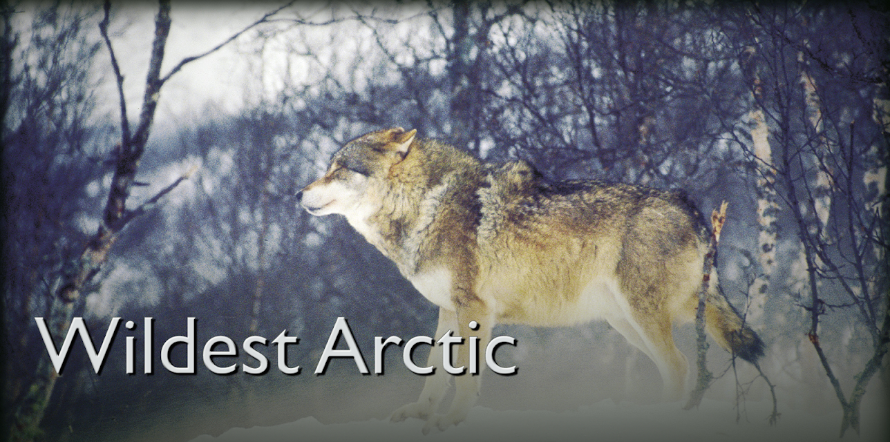 Wildest Arctic (2015)