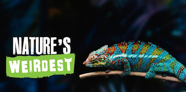 Nature’s Weirdest (2021)
