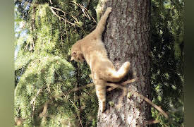 Treetop Cat Rescue, Season 1: Twin Tops