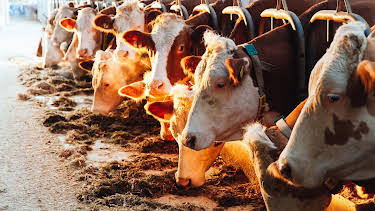 17:45: Gesundheit! | ARD Alpha | 4/18 2026