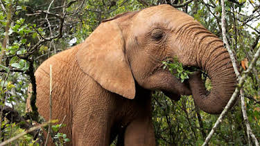 10:15 AM: This Wild Life | BBC Two | 7/18 2026