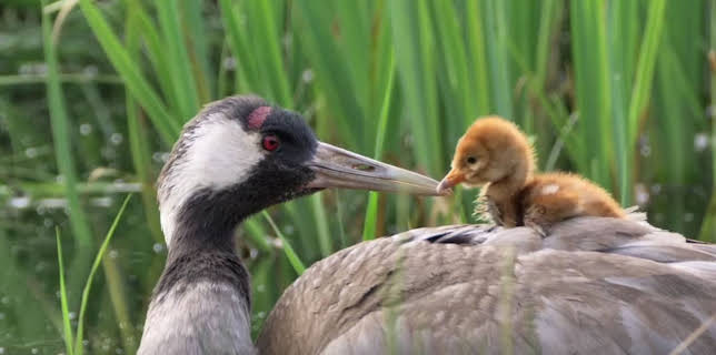 09:20: Die Sendung mit der Maus Spezial: | Das Erste | 12/25 2025