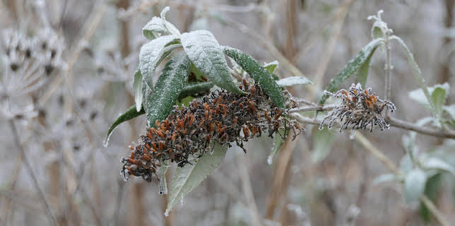 10:00: Schnittgut. Alles aus dem Garten | ARD Alpha | 2/23 2026