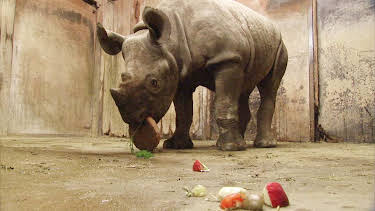 02:00: Elefant, Tiger & Co. | MDR Fernsehen | 4/18 2026