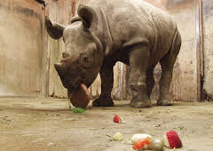 Elefant, Tiger & Co.