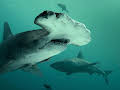 Bullenhai vs. Hammerhai