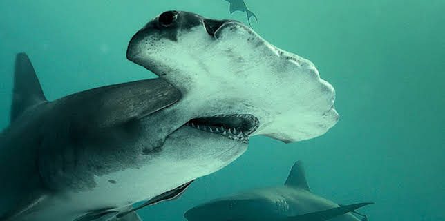 02:40: Bullenhai vs. Hammerhai | ProSieben Maxx | 12/26 2025