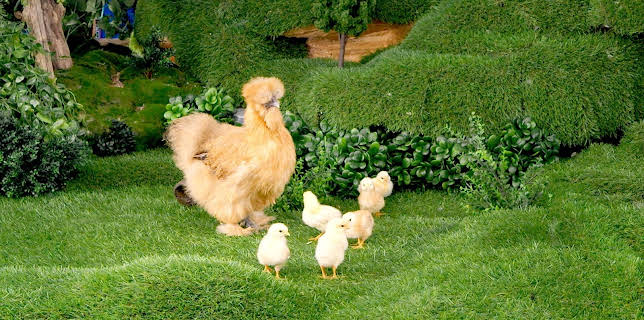 17:20: Rosin og Bolle: Kyllinglek | NRK Super | 12/18 2025