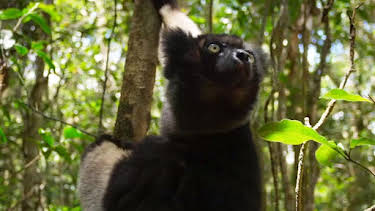 4:00 PM: Planet Earth (S2 E3) (S2) | Yesterday | 12/30 2025