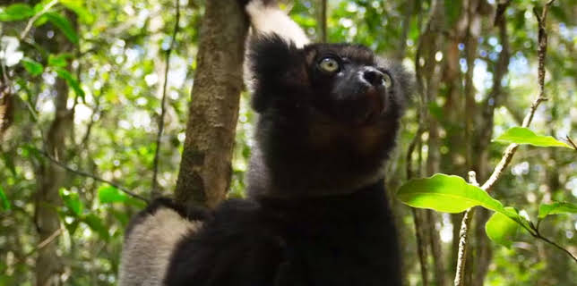 6:00 PM: Planet Earth (S2 E3) (S2) | Yesterday | 11/23 2025