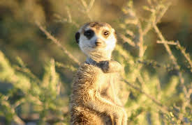 Meerkat Manor: Love Thy Neighbor
