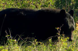 Secrets of the National Parks: The Secrets of Glacier National Park