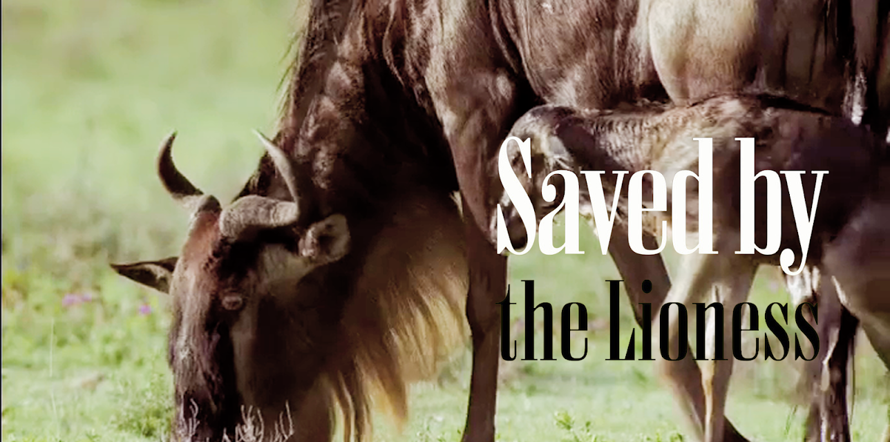 Saved by the Lioness (2026)