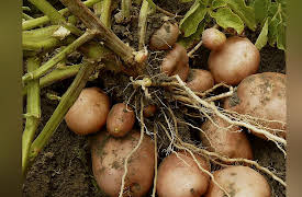 An Economic History of the World Since 1400: 19th-Century Farm Technology, Land Reform