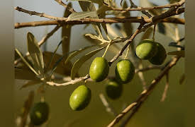 Food: A Cultural Culinary History: Classical Greece?Wine, Olive Oil, and Trade