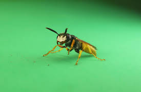 I Contain Multitudes, Season 1: The Beewolf's Bacterial Birthday