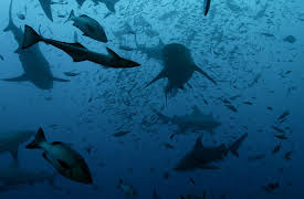 Oceans Africa: Shark Seas