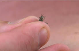 Bonderøven: Episode 15