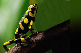 Into the Wild Colombia: Romeo and Julieta