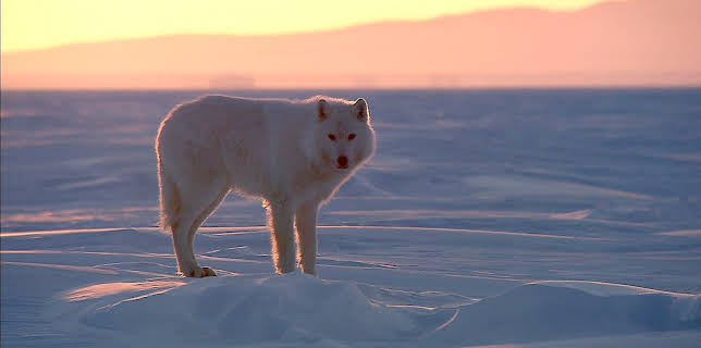 02:05: Wildes Skandinavien: Grönland | 3SAT | 12/19 2025