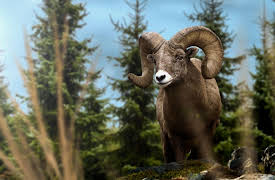 Animal Armory Season 1: Melee Brawl