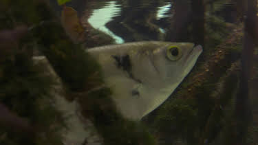 20:30: Dyrenes utrolige evner (S1 E36) (S1) | Animal Planet | 1/3 2026