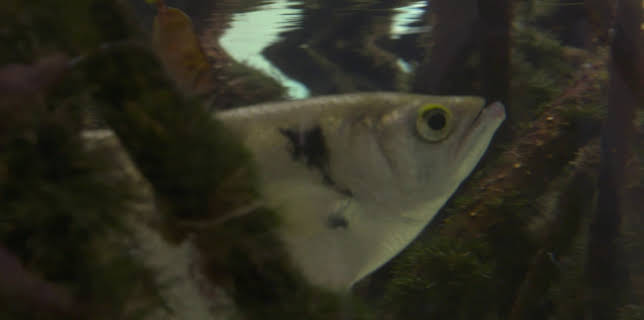 13:33: Dyrenes utrolige evner (S1 E36) (S1) | Animal Planet | 11/4 2025