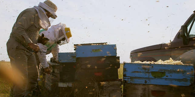 03:15: Die Bienenflüsterer | Arte | 11/11 2025