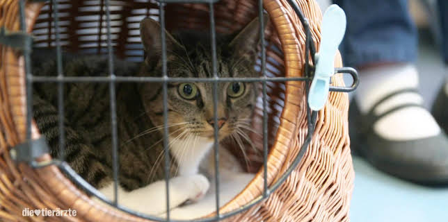 10:20: Die Tierärzte - Retter mit Herz (40) | WDR Fernsehen | 3/6 2026