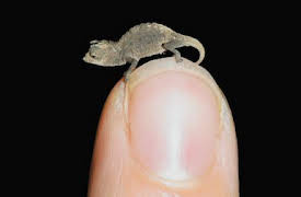 Absurd Planet: Strangerer Things