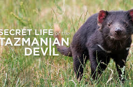 Secret Life of the Tasmanian Devil: Young Devils
