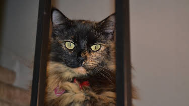 16:00: My Cat From Hell (S4 E5) (S4) | Animal Planet | 5/21 2026