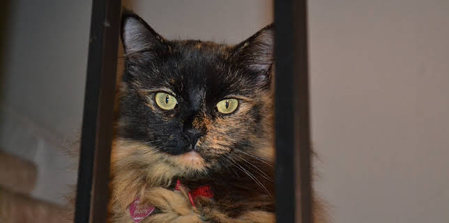 16:00: My Cat From Hell (S4 E5) (S4) | Animal Planet | 3/19 2026