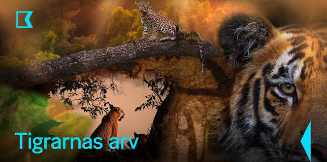 21:00: Tigrarnas arv | Kunskapskanalen | 3/7 2026