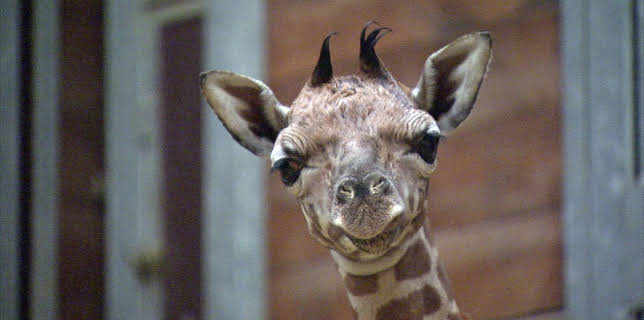 03:20: Elefant, Tiger & Co. (553) | MDR Fernsehen | 3/24 2026